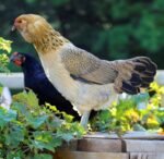 Easter Egger Started Pullet