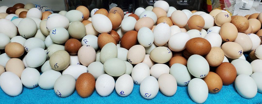 eggs 1