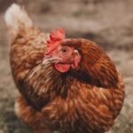 Lohmann Brown Chicken