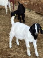 11 Full Blood Boer - Feeder Goats - Image 4