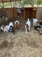 11 Full Blood Boer - Feeder Goats