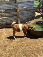 11 Full Blood Boer - Feeder Goats - Image 6