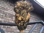 Golden Laced Polish Chicken - Image 2