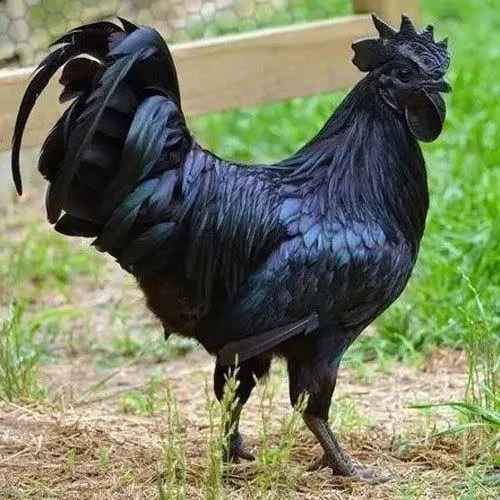 gtggg 1