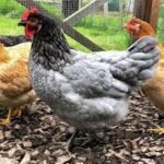 blue sapphire gem chicken