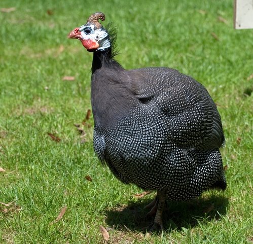 iiiikiikk 1