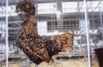 Golden Laced Polish Chicken - Image 4