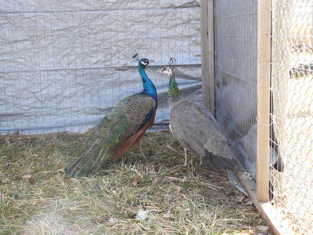 india_blue-1.jpg India Blue Peafowl Pair - Image 1