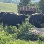 19 Angus - Cows