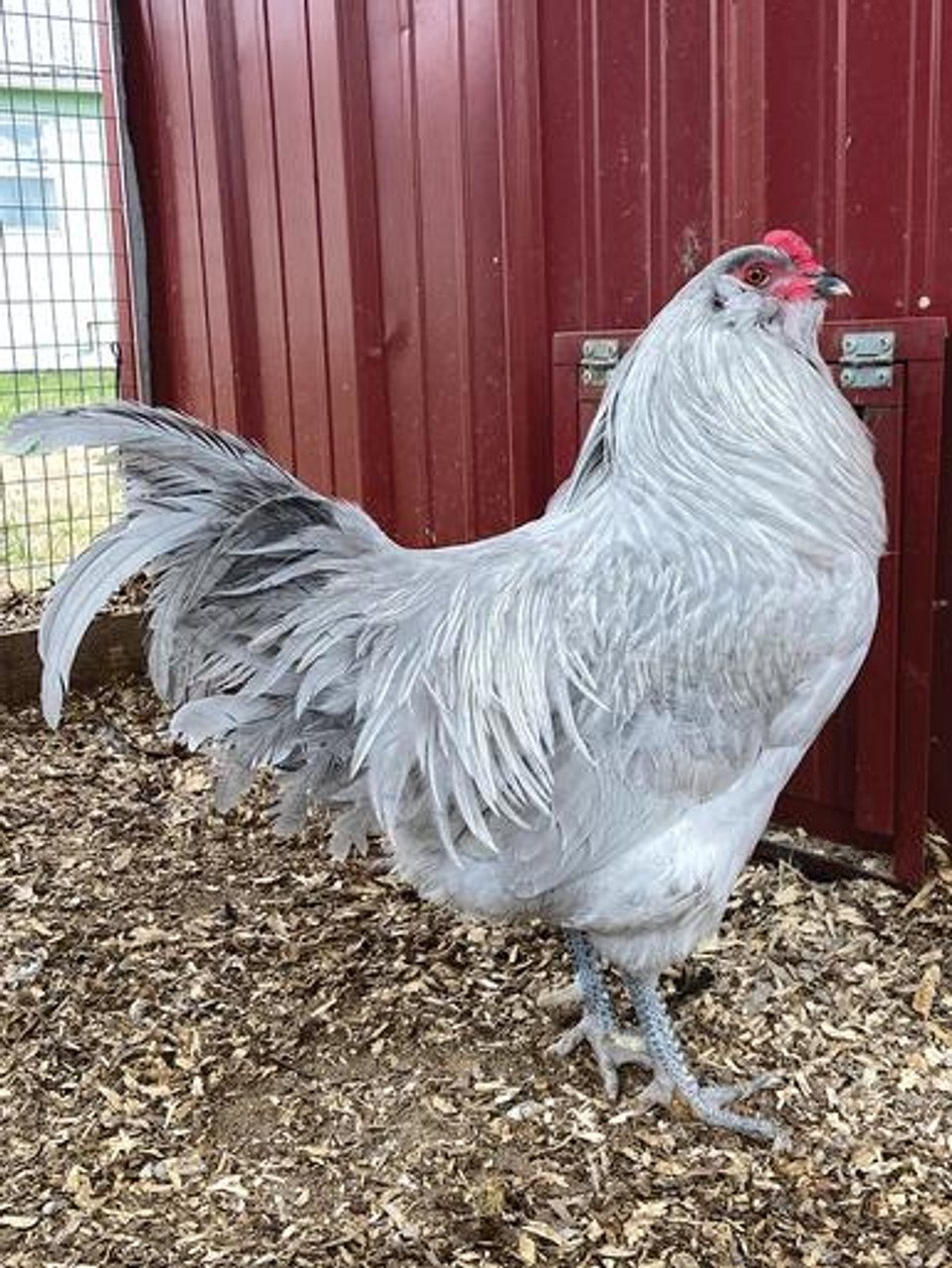 lavender ameraucana 15879 90016 1 1