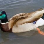 Rouen Ducks