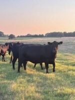 46 Angus - Cows - Image 3