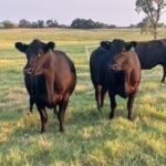 46 Angus - Cows