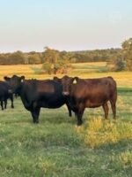 46 Angus - Cows - Image 4