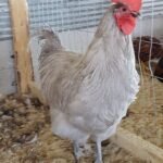Lavender Orpington Chicken (Male)