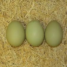 rrrrrrrrrr 1