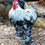SILVER PENCILED COCHIN BANTAM