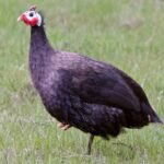 Royal Purple Guinea
