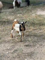 3 Full Blood Nigerian Dwarf - Kid - Bucks - Image 3