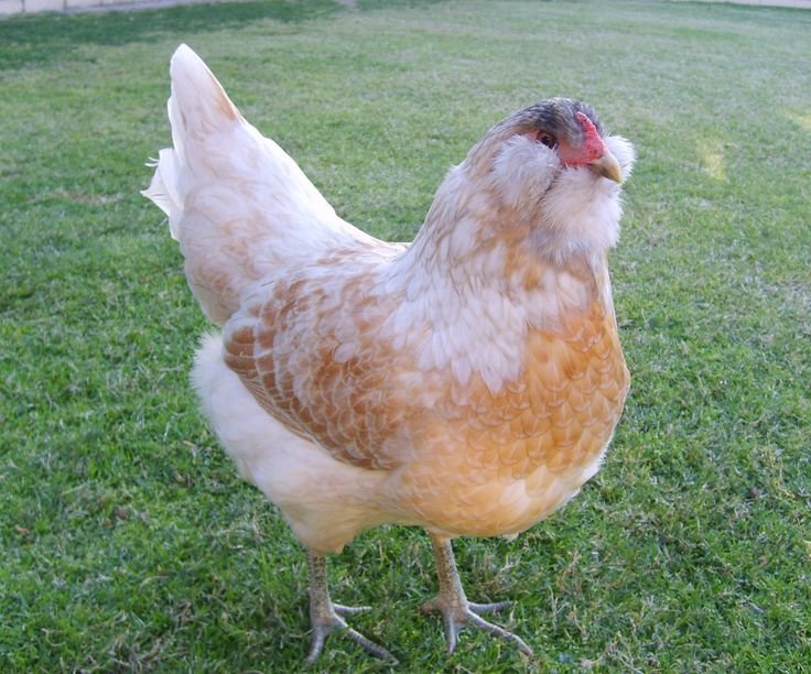 Easter Egger Bantam