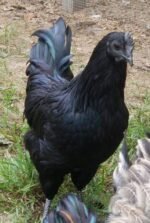 ayam cemani black rooster - Image 2