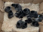 ayam cemani chicks