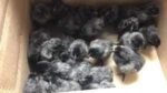 ayam cemani chicks for sale online 1 - Image 2