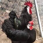 white faced black spanish chicken